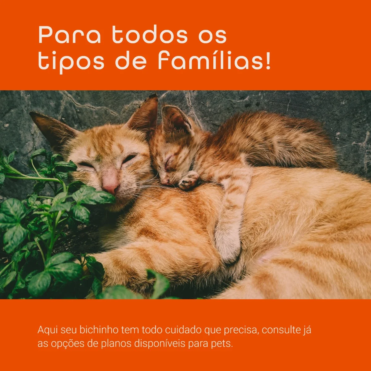 Tranquilidade Seguros, post de conteúdo 3